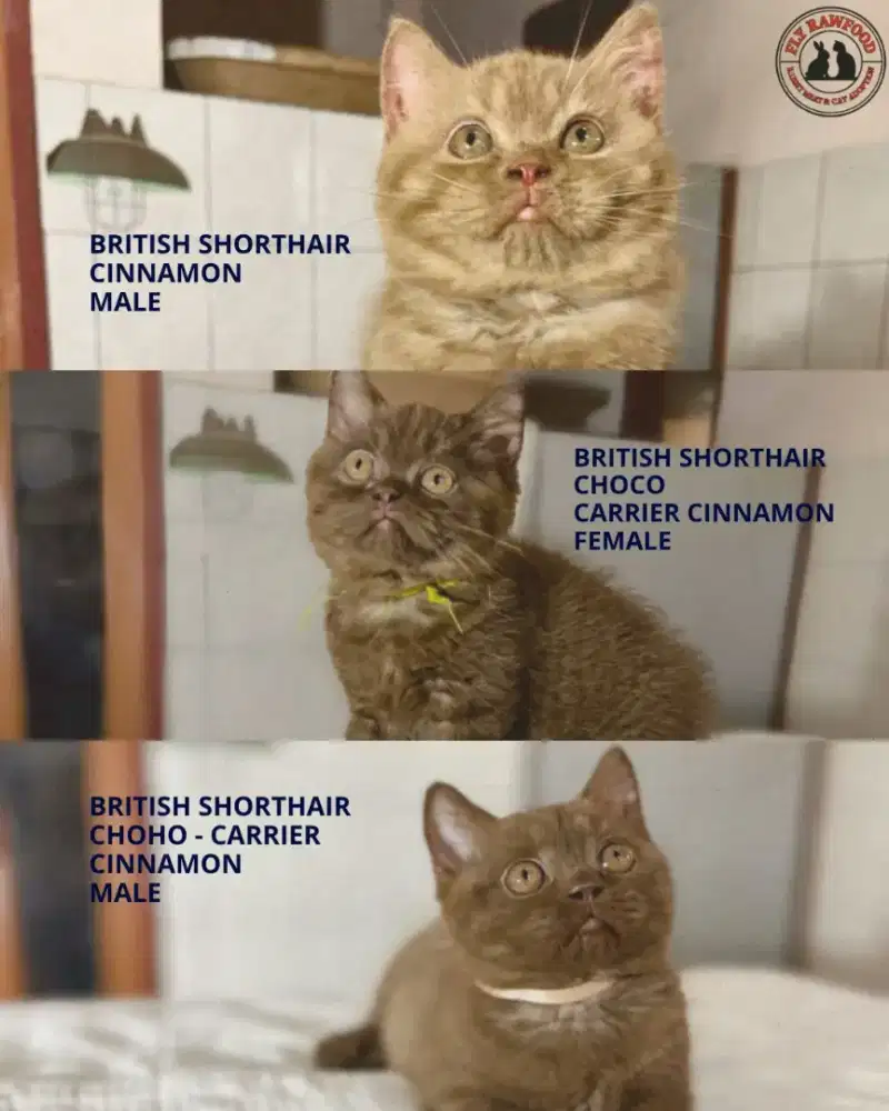 KITTEN ANAK KUCING BRITISH SHORTHAIR BSH CINNAMON