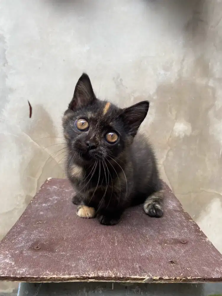 Kucing Munchkin Cebol