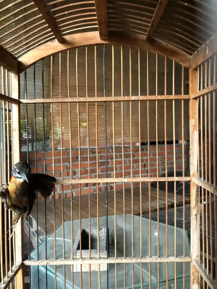 Burung masteran bahan tepus