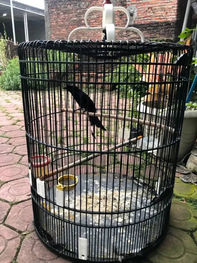 Burung hitam hutan masteran