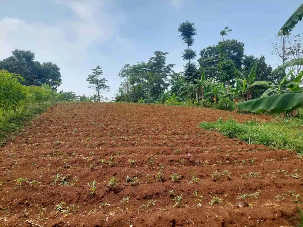 Tanah kavling Jatinangor murah siapa cepat