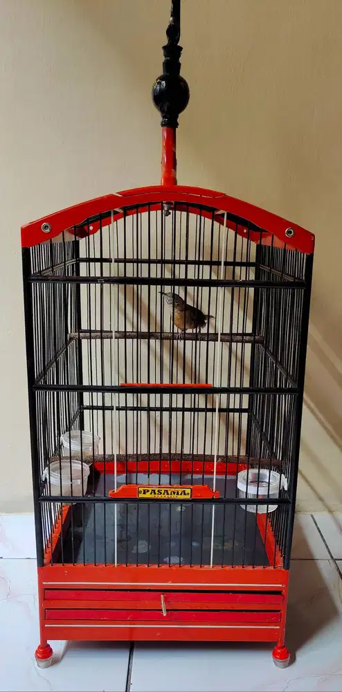 Burung wambi mini / Teumi