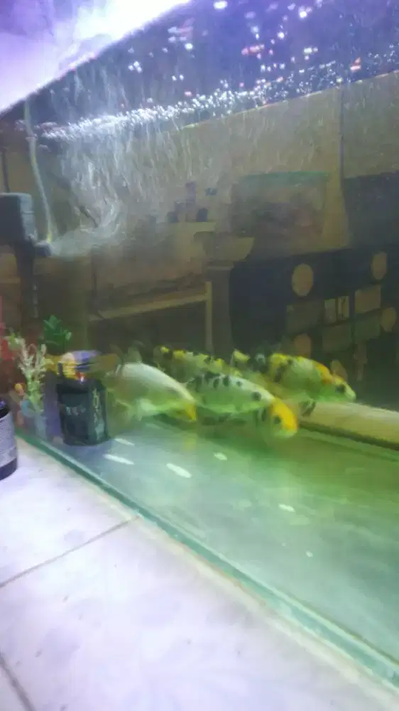 [Jual MURAH] Ikan Koi