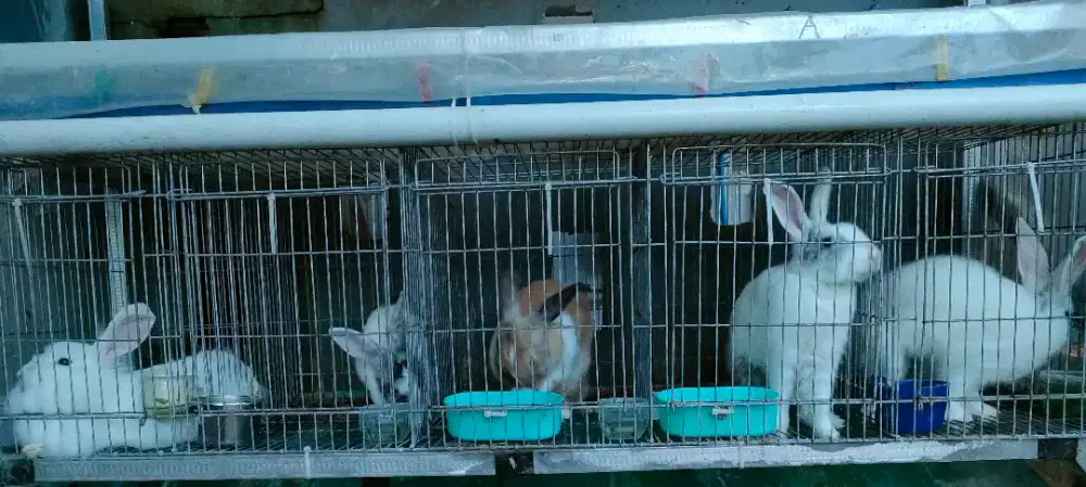 JUAL KELINCI DEWASA HIAS/POTONG