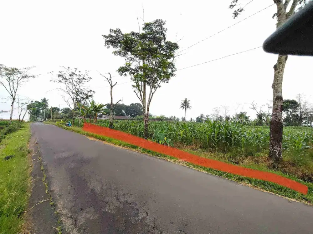 Tanah pertanian Palawija Karangturi Sumbang Banyumas