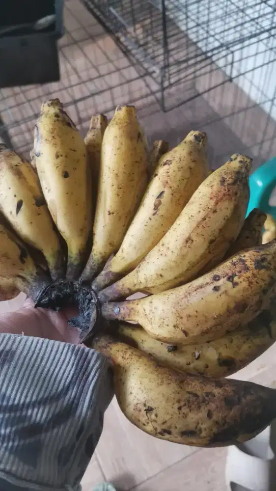 Pisang rasa manis