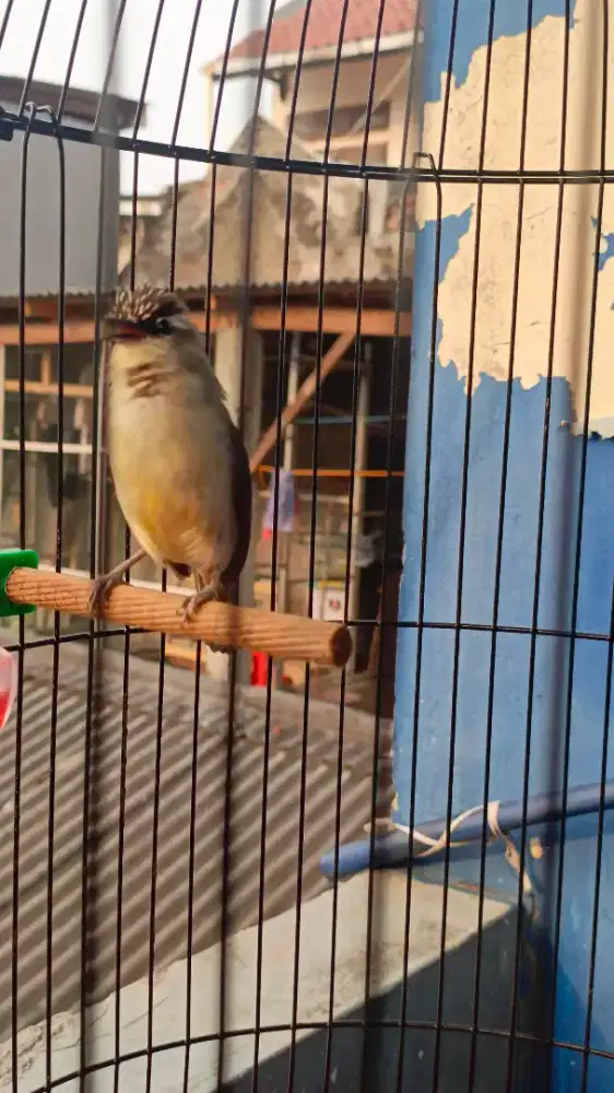 Burung opior jambul gacor