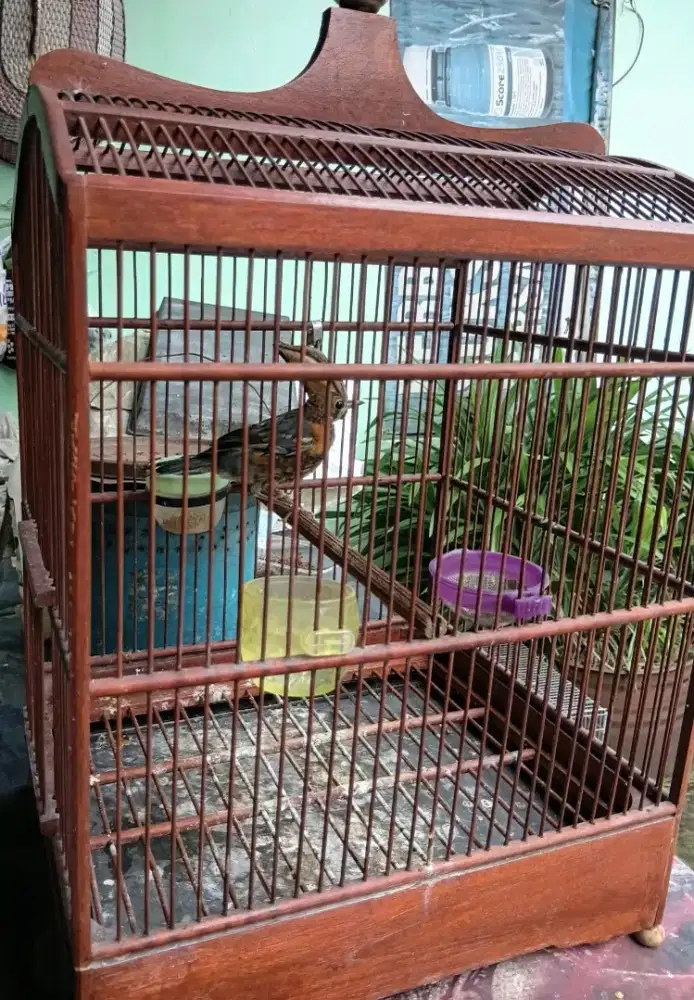 Anis m trotol fulset