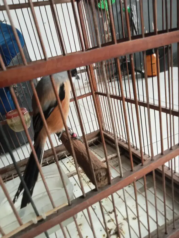 Jual burung pentet