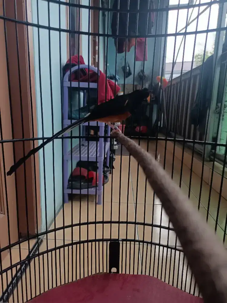 Di jual murai prestasi ekor 19