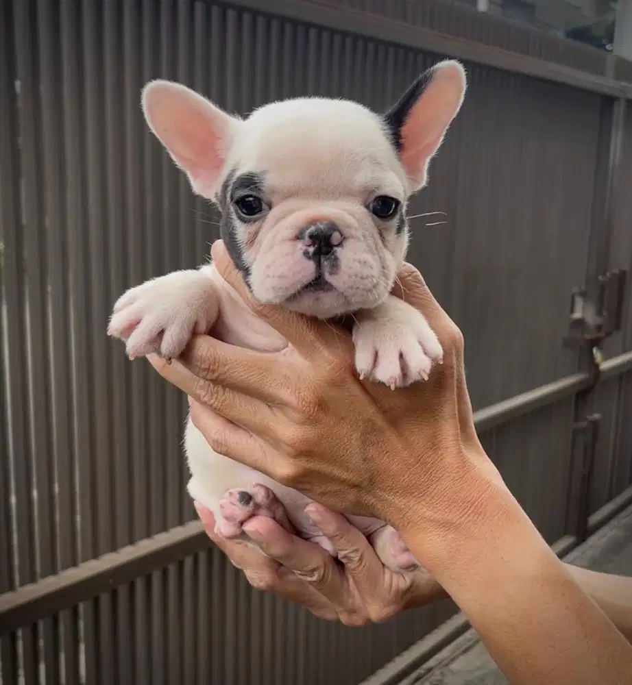 French bulldog jantan