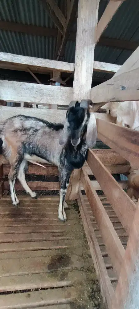 kambing kurban murah