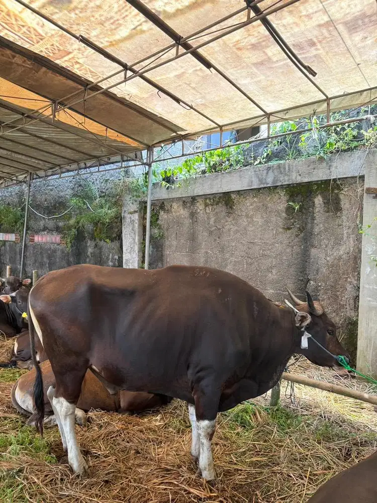 Menjual sapi bali