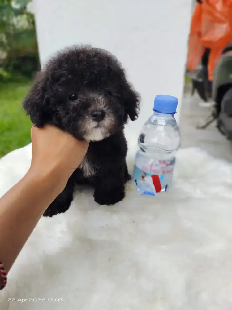 Tiny Silver Poodle Female unik