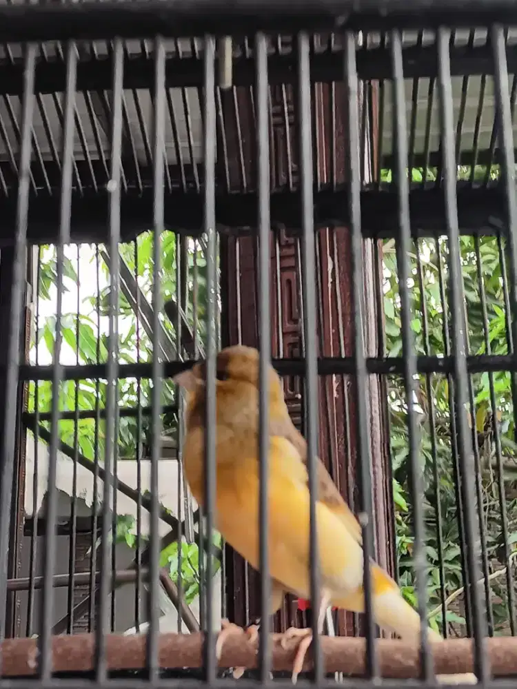 Kenari F1 YS gacor lantang