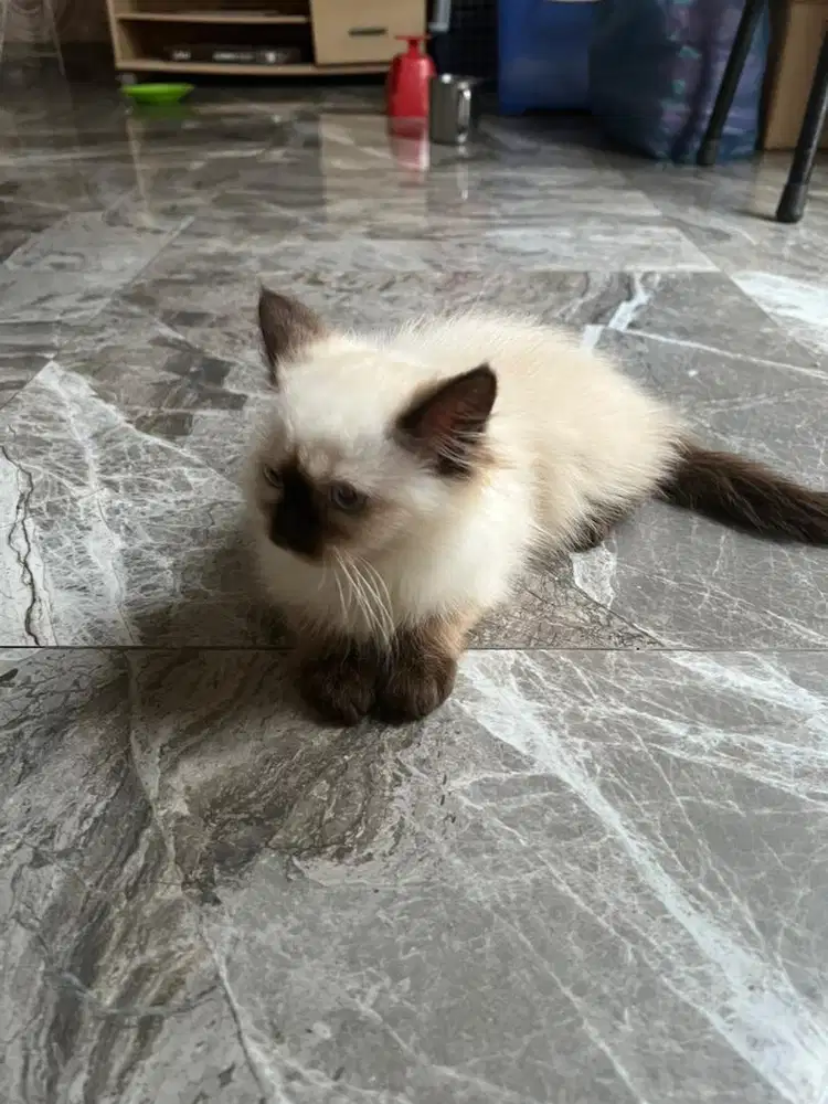 Kucing himalaya