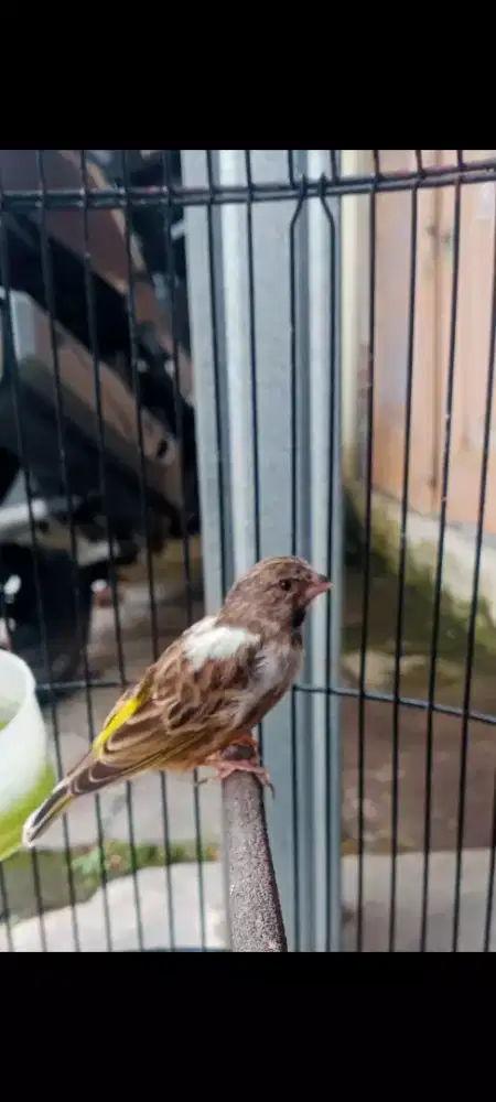 Burung blacsurt blorok gacoor