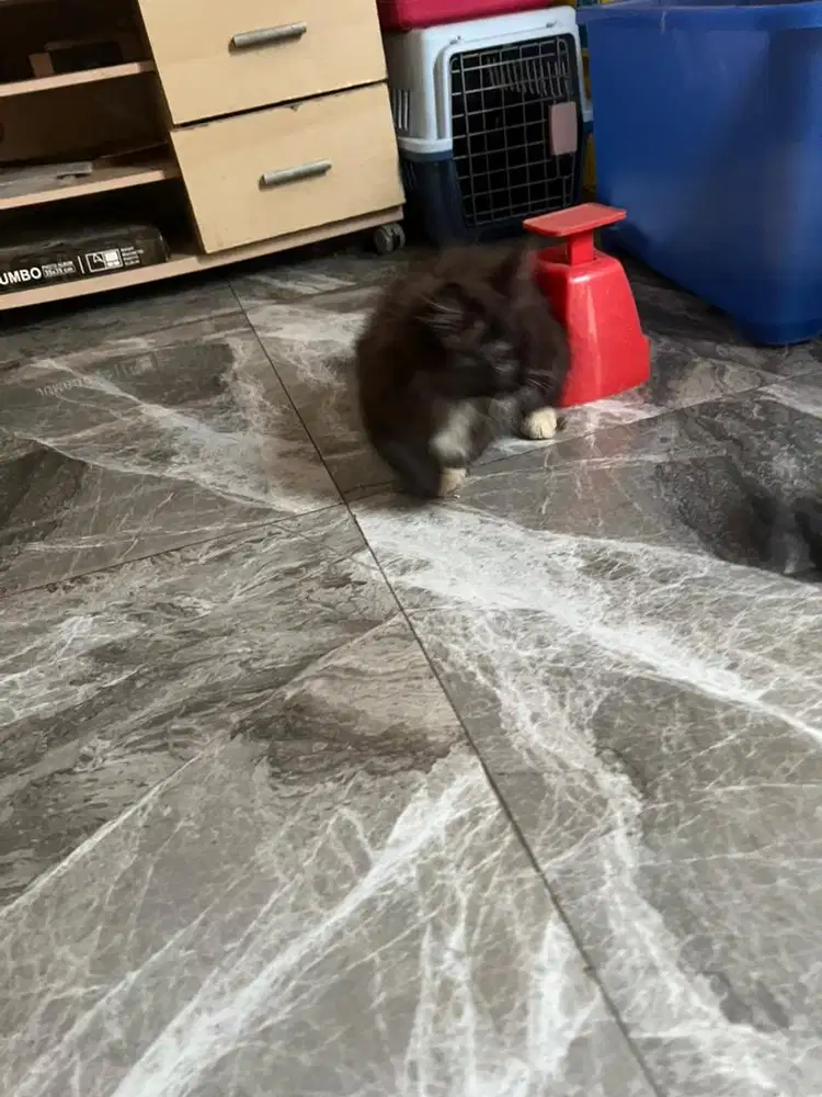 Kucing persia 2.5 bln