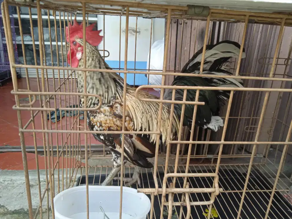 Ayam ketawa asli usia 7 bln rajin kokok cocok utk hiasan dan alrm