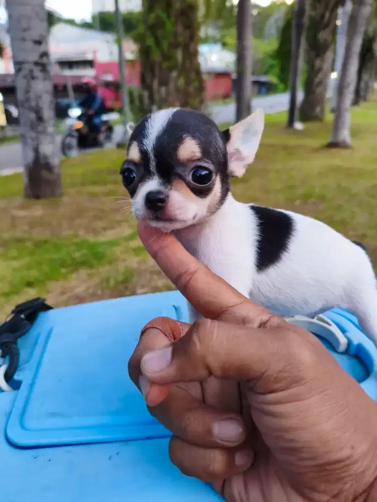 Chihuahua mini Apple head