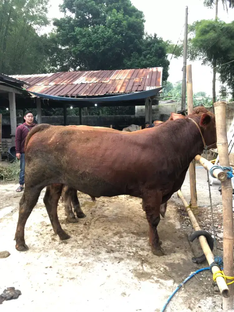 Sapi Qurban Bergaransi Langsung Kandang
