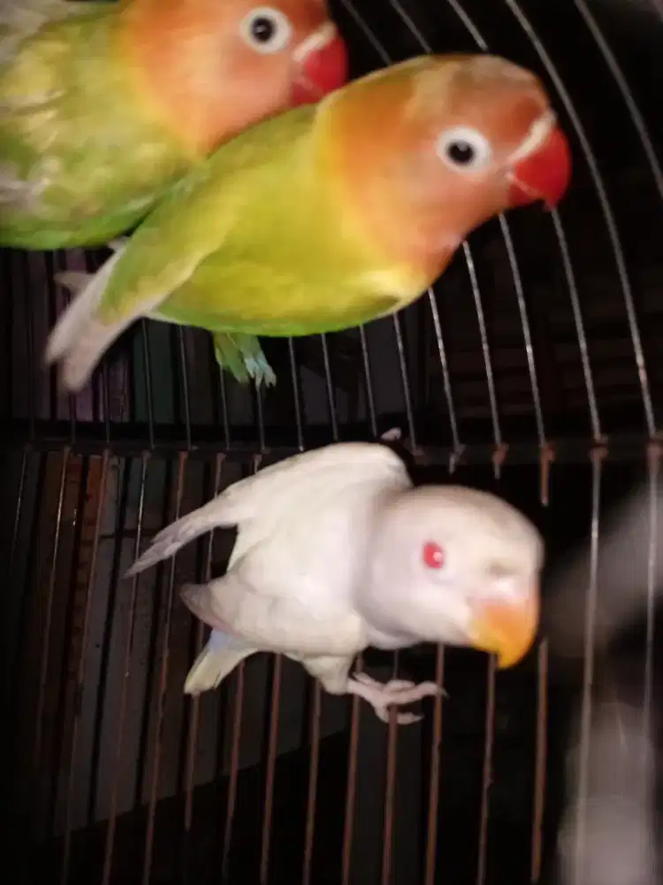Lovebird albino mm