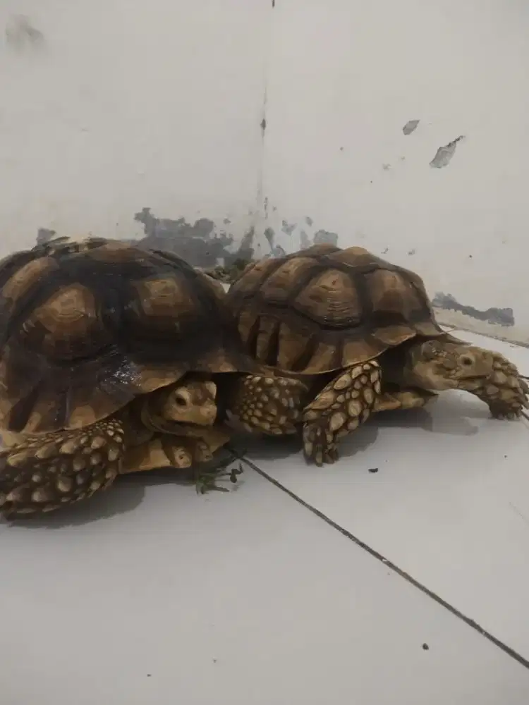 Lepas adopt ga keurus