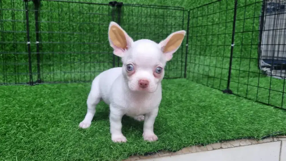 Chihuahua size mini