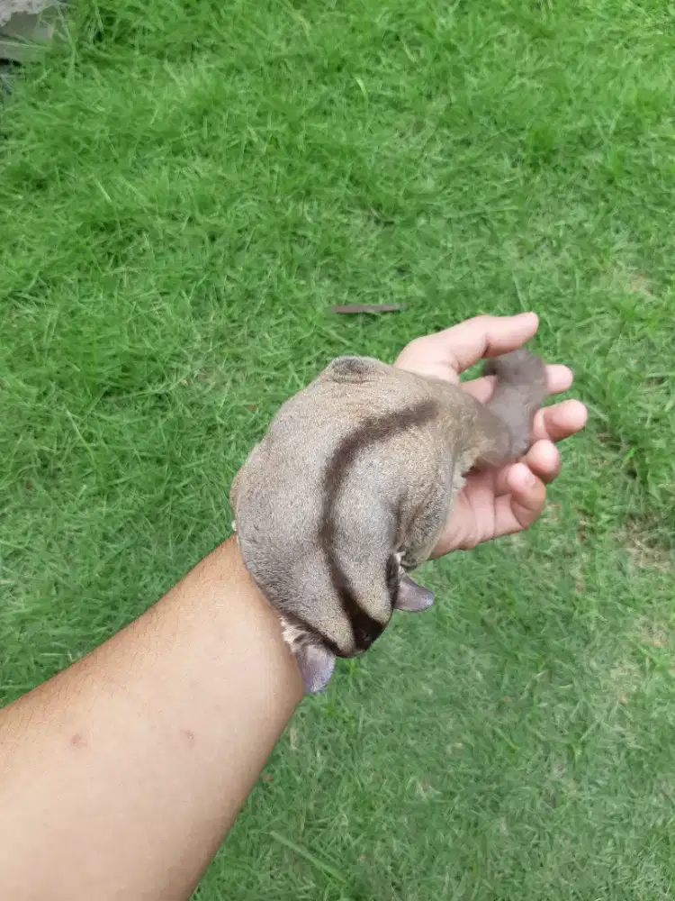 Sugar Glider Clasic Grey Jantan Obes