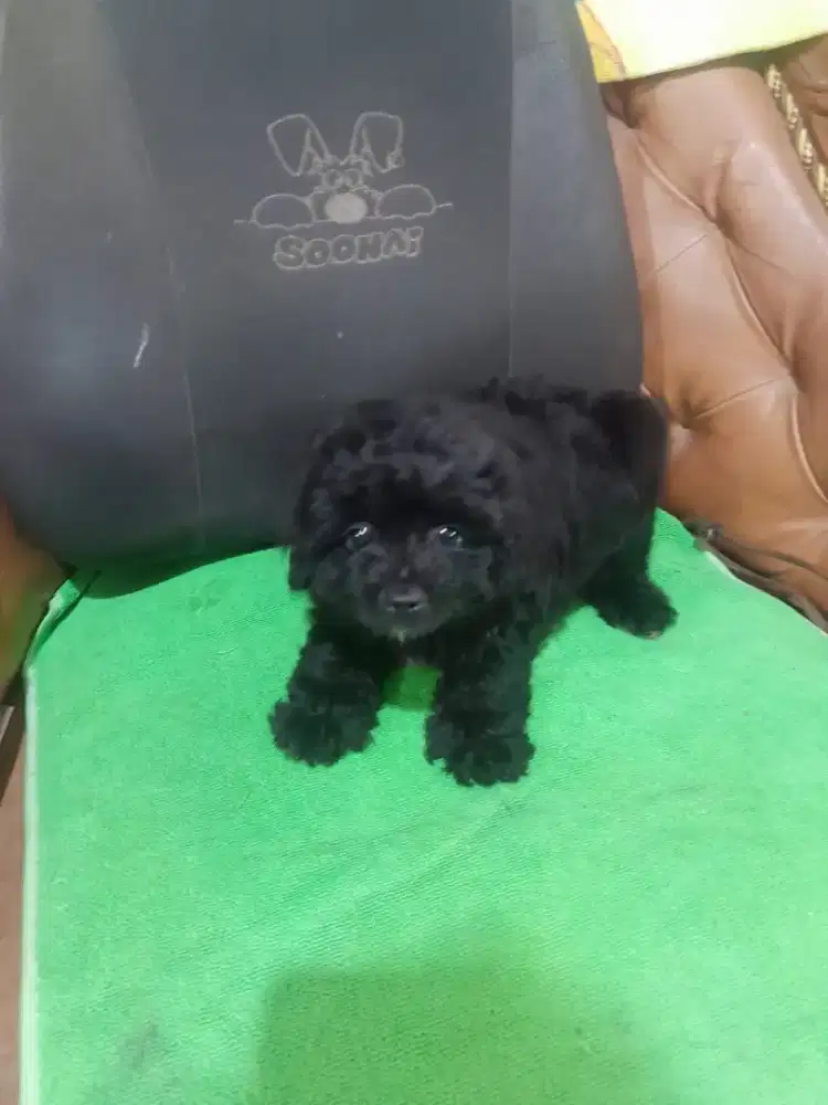 Poodle hitam betina