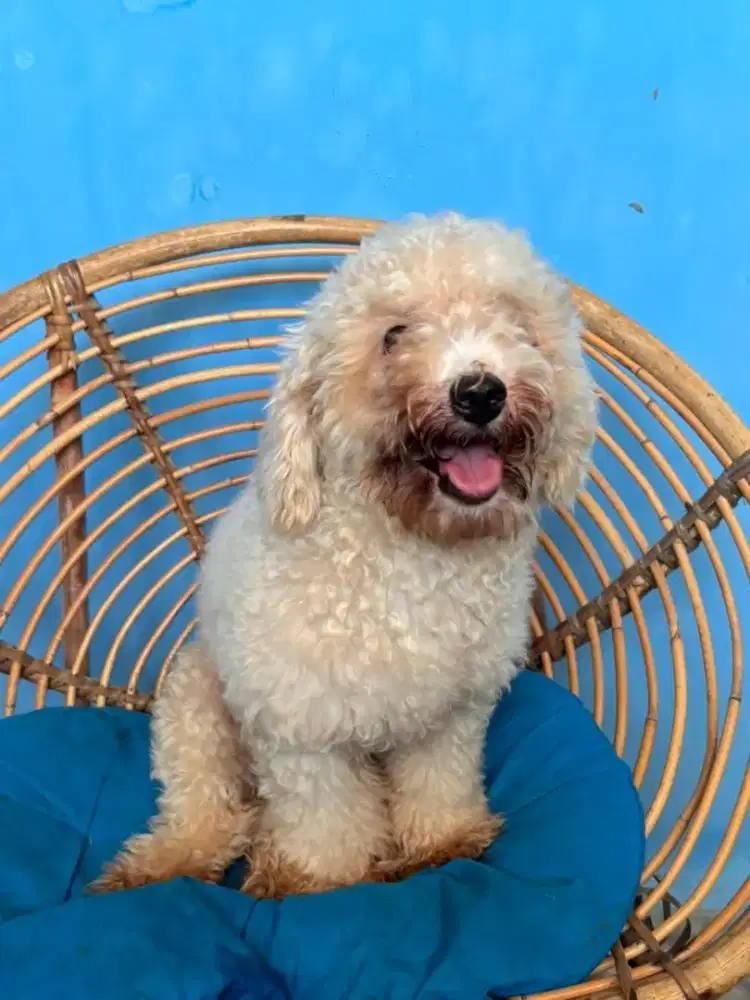 poodlle apricot 8bln