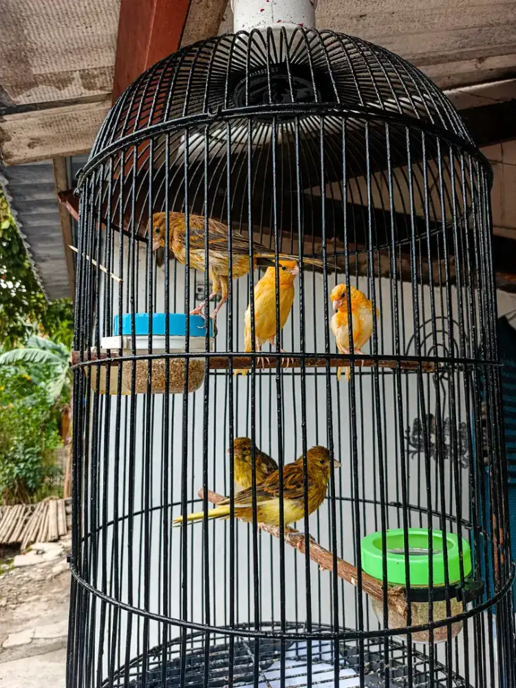 Kenari Riwikan Garansi Jantan