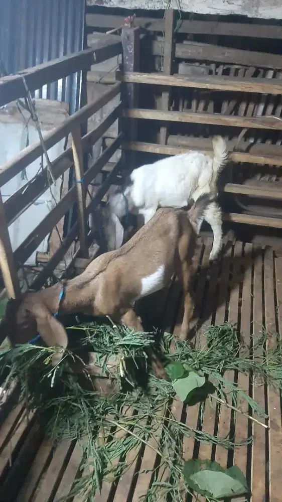 Kambing jawa randu sepasang umur 6 bulan