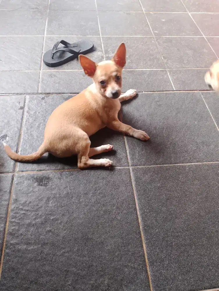 Open adop anankna Ciwawa mix