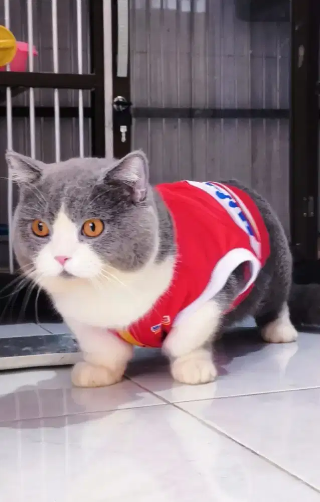 PACAK / KAWIN KUCING BSH MUNCHKIN