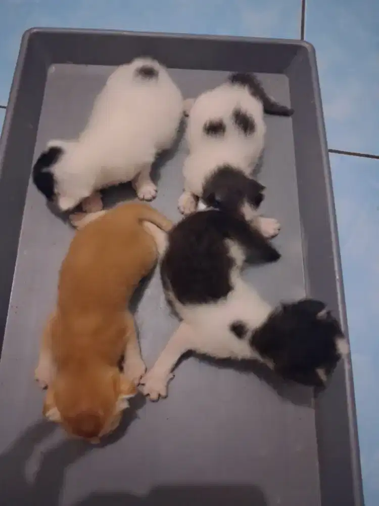 Anak kucing blasteran