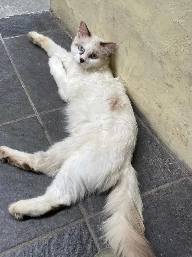 kucing persia x ragdol