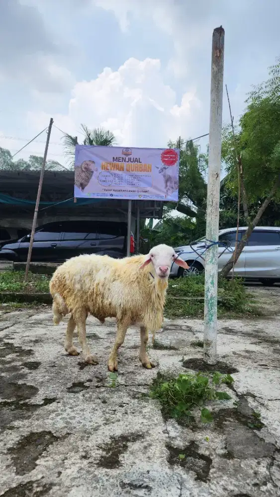 Hawan Qurban Kambing dan Domba