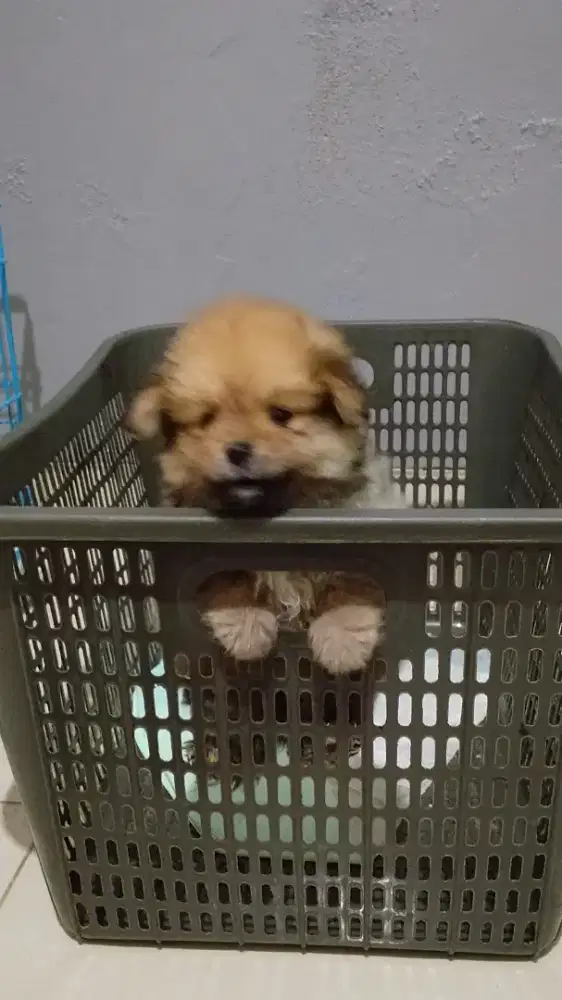 Anakan Minipom Mini Pomeranian kosongan