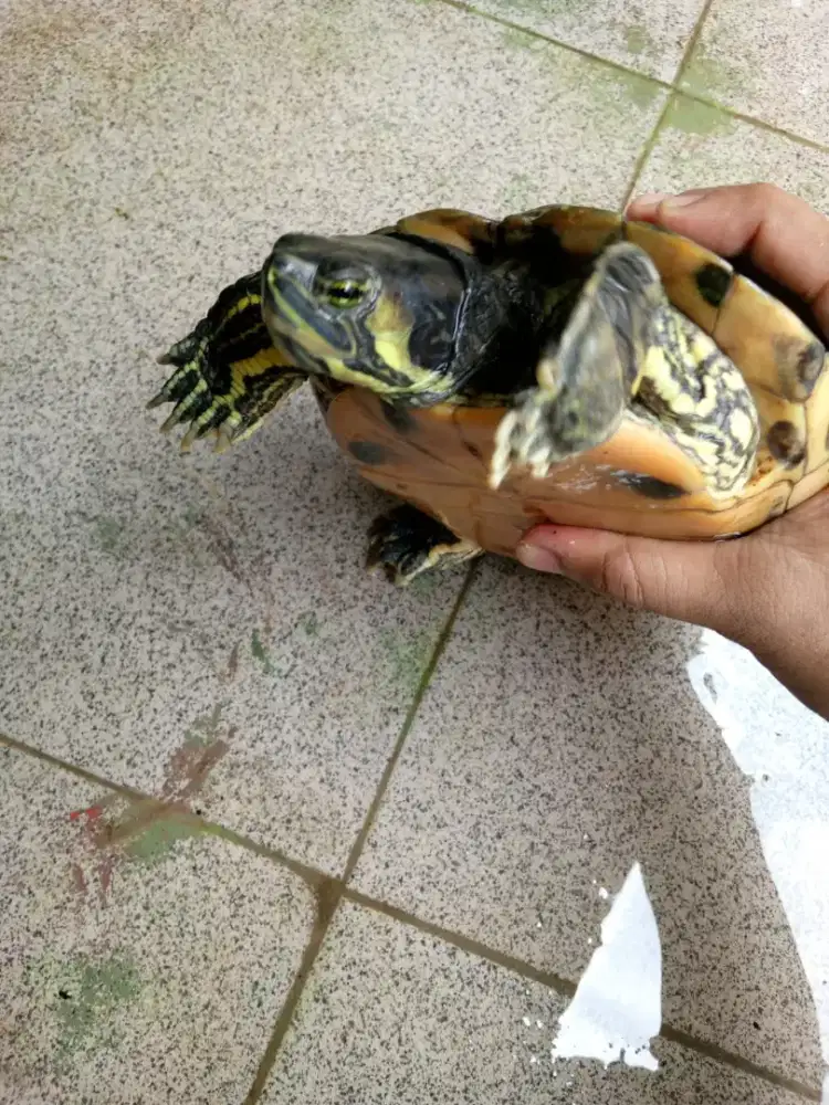 Kura kura yellow belly indukan betina siap breed