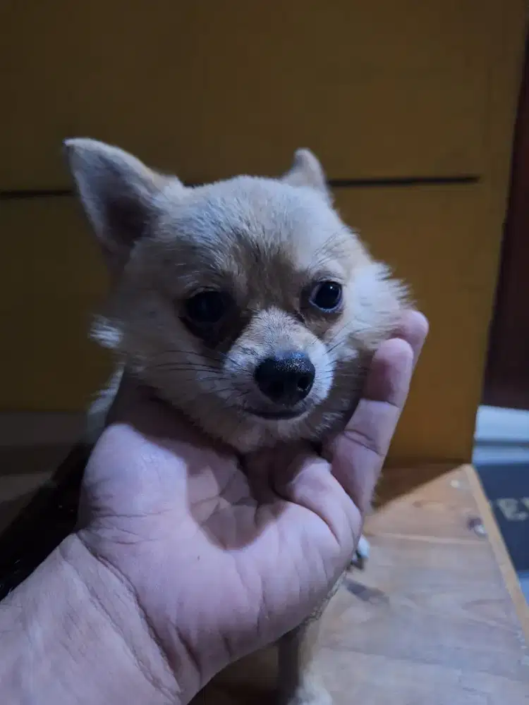 Anjing PomChi Jantan