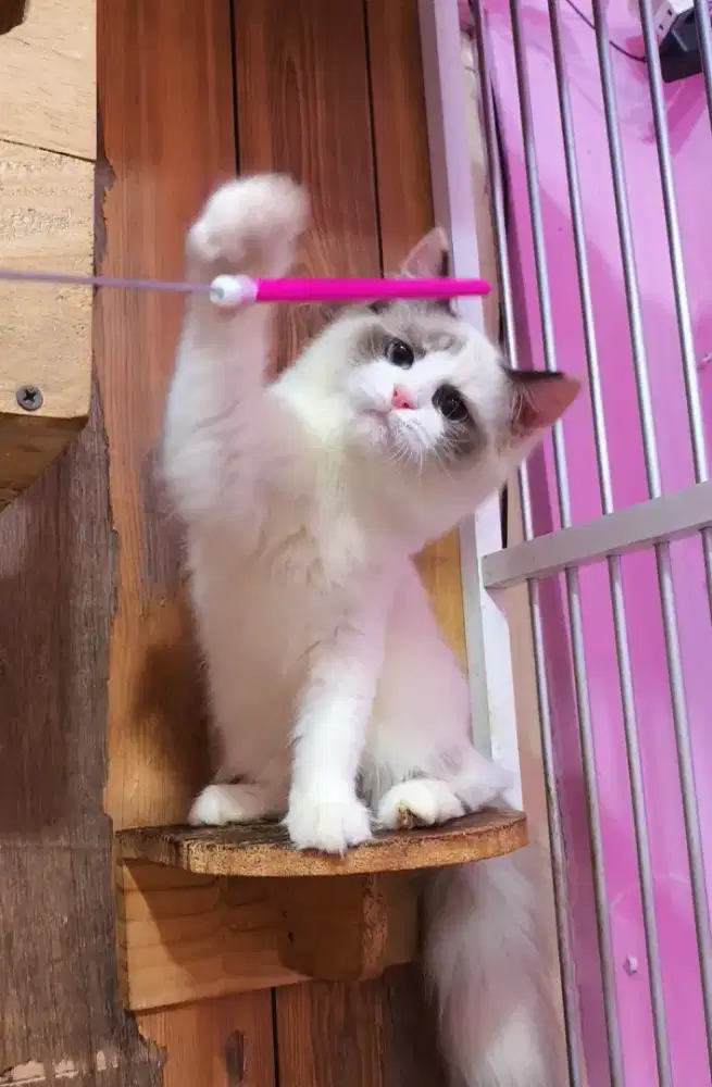 Kucing kitten midoll/ragdoll betina