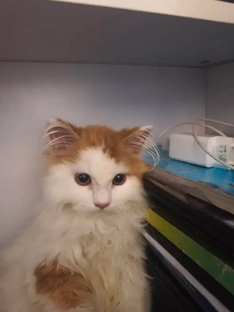 Kucing Persia jantan 3 bulan