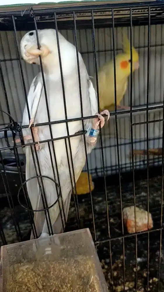 Jual burung Falk Australia