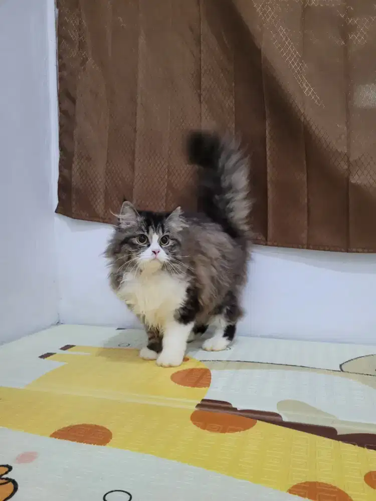 Persia medium longhair betina