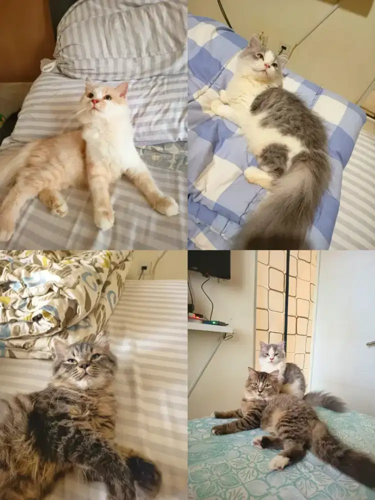 Dijual kucing jantan dan betina persia