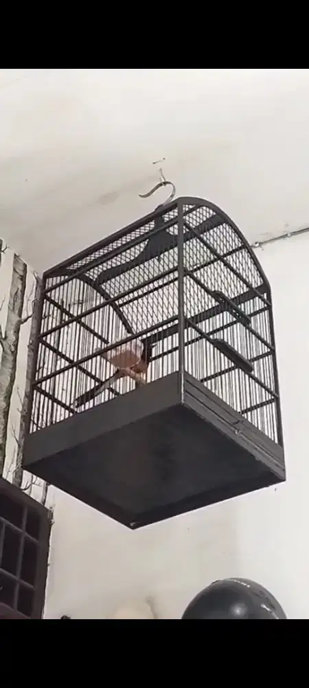 Di jual murai pastol mh