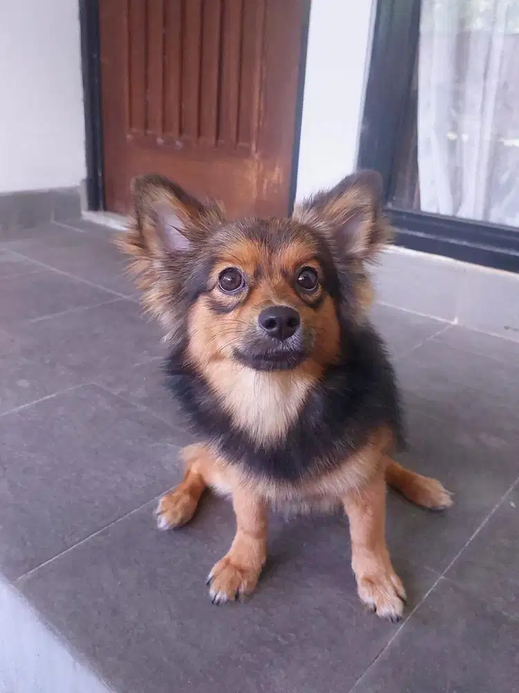 Open Adopt Anjing Pom + Corgi perempuan