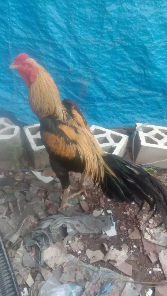 Jual ayam Siam bangkok