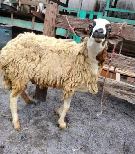 domba betina 30kiloan siap hewan kurban murmer ekonomisan jamin manteb